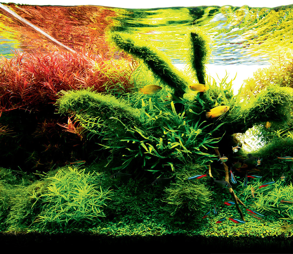 aquarium plants